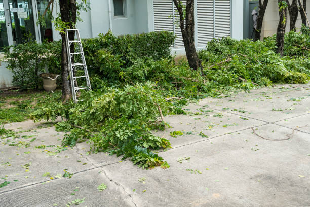 Best Aeration Services  in Alton, TX