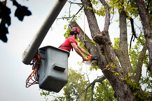 How Our Tree Care Process Works  in  Alton, TX