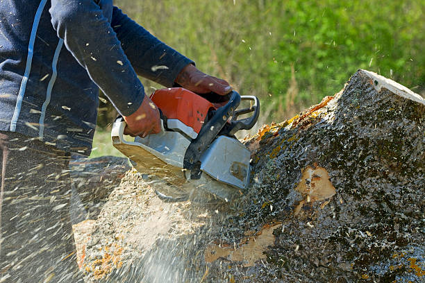Best Arborist Consultation Services  in Alton, TX