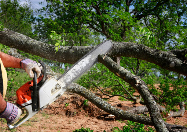 Best Organic Lawn Care Solutions  in Alton, TX